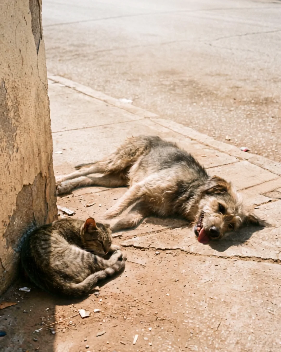 Un chien et un chat errants, épuisés par la chaleur, allongés à l'ombre d'un mur en pleine canicule