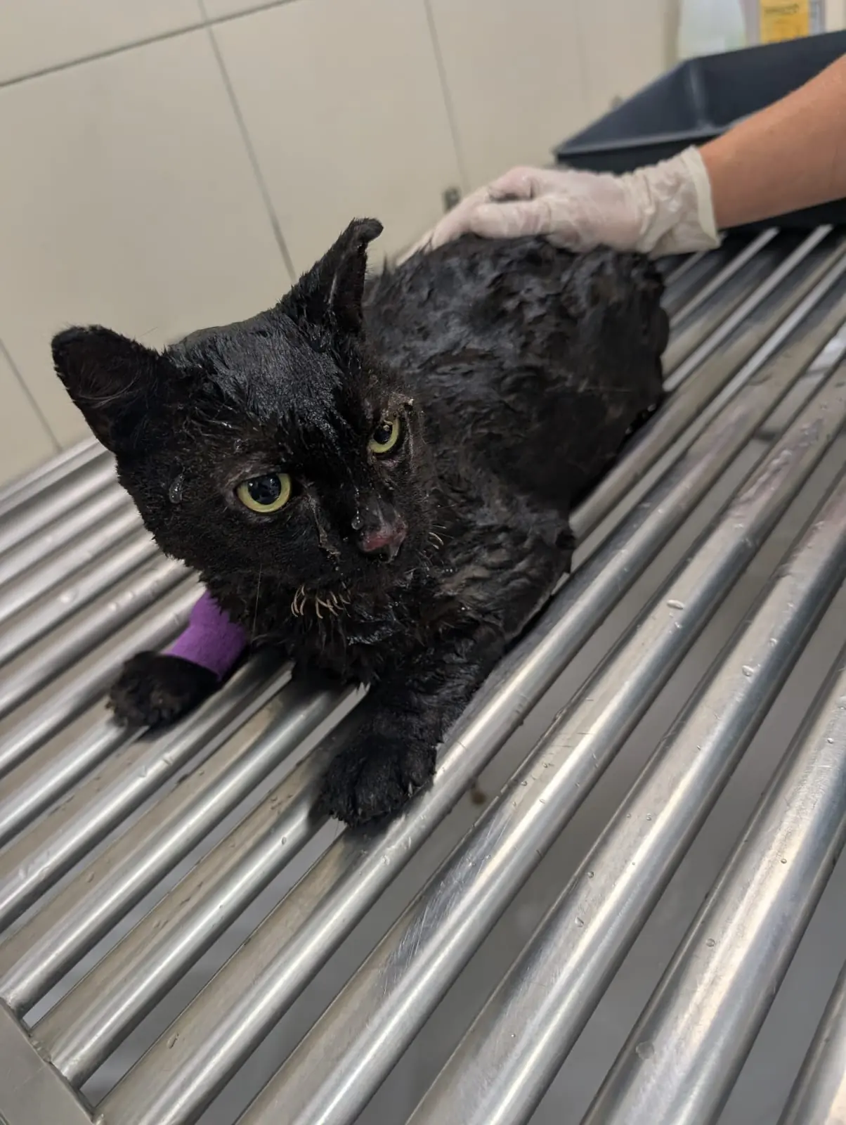 Un chat noir blessé, la patte bandée, pris en charge par un soignant